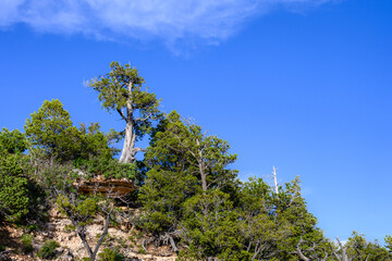 Standing tall, juniper tree on the cliffs edge, with rock eroding out from below, against a sunny blue sky, summer vacation in Grand Canyon National Park, Arizona, USA
