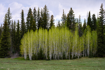 Quaking aspen trees on the edge of grazing grasslands in the Kaibab National Forest just outside...