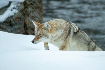 Obraz premium Coyote taken in Yellowstone NP