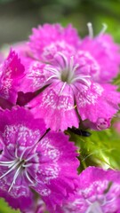 Sweet William pink flower (Dianthus) macro photography. Pink flower petals close up. Lace petals. 