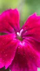 Maiden pink flower (Dianthus) macro photography. Pink flower petals close up. 