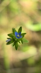 A close up of a wall  speedwell (Veronica arvensis) bright blue meadow flower. Macro photography.