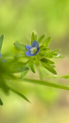 A close up of a wall  speedwell (Veronica arvensis) bright blue meadow flower. Macro photography.