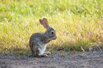 Desert cottontail rabbit feeding on grass in a residential backyard in the Scottsdale area of Arizona