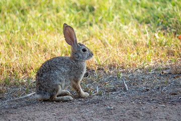 Desert cottontail rabbit feeding on grass in a residential backyard in the Scottsdale area of...