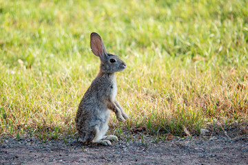 Desert cottontail rabbit feeding on grass in a residential backyard in the Scottsdale area of Arizona