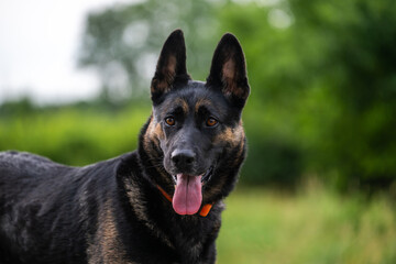 German shepherd dog, black and tan enjoying a walk at a park.