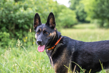German shepherd dog, black and tan enjoying a walk at a park.