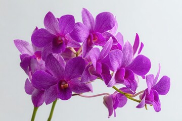 Obraz premium purple orchid isolated on white