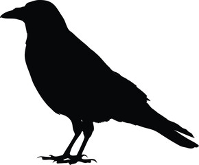 Crow Silhouette Side View, Black Raven Bird Vector on White Background