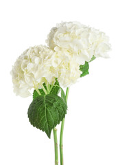 Obraz premium Beautiful hydrangea flowers on white background