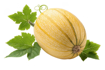 Spaghetti squash isolated on transparent background