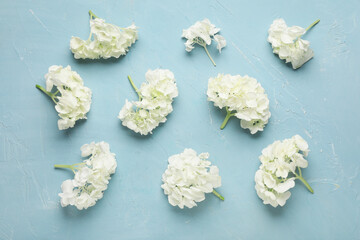 White hydrangea flowers on blue background