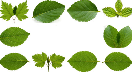 set Leaves Drifting Lazily on the Gentle Current of a Peaceful Stream variety, Isolated on a Transparent Background