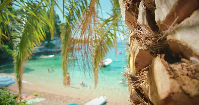 Palm tree on a sandy beach with people and umbrellas in the background