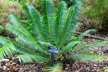 A sign with the Corcho cycad, Microcycas calocoma, is an endangered cycad species of plant. It's a lush, green, palm-like plant with pinnate leaves. The Palma Corcho, or Cork Palm, has a rough trunk. 