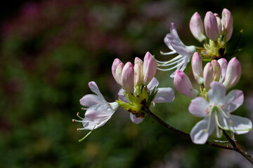 Crownvetch, securigera varia, or purple crown vetch, is a low-growing legume vine. The pale or...