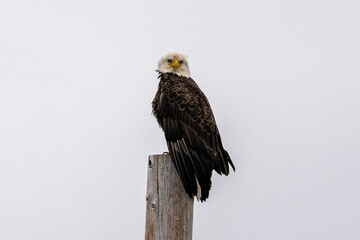 A mature bald eagle perched on a wooden utility pole. The raptor has a bright yellow beak, a white feathered head, and a brown body with orange claws. The bird looks wet, and its feathers are ruffled.