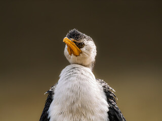Pied Cormorant Looking Straight On