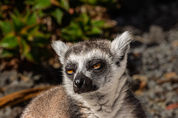 Sleepy Ring Tailed Lemur Angles Head