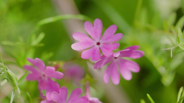 Color graded footage of Primula sieboldii (Japanese primrose / サクラソウ) blooming in Aso&rsquo;s spring grasslands, Japan &ndash; 4K / Canon R5 / Near Threatened species