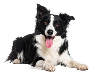 Fototapeta premium Border Collie Lying on Front Legs, Looking at Camera with Tongue Out, PNG