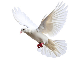 Obraz premium White Dove Gliding with Wings Down and Tail Feathers Fanned, Side Profile PNG