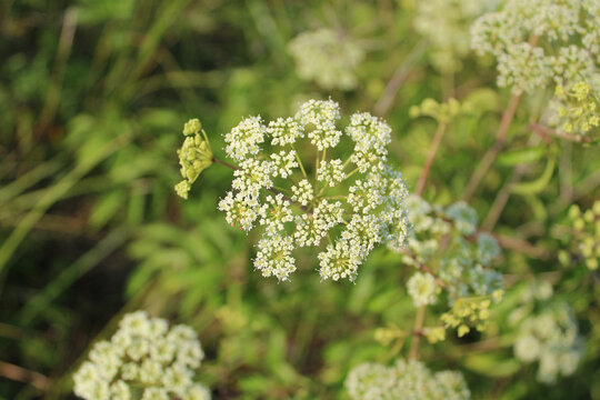 Water hemlock blooms at Wayside Woods in Morton Grove, Illinois