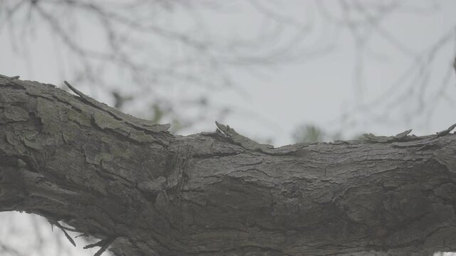 Dry Tree with Cracked Bark Standing in Natural Environment S-Log3