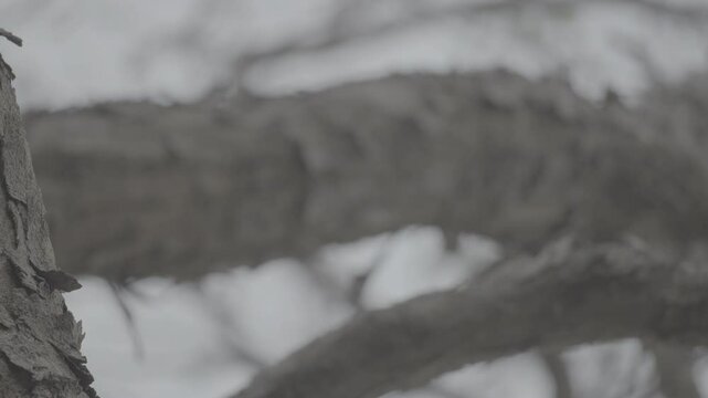 Dry Tree with Cracked Bark Standing in Natural Environment S-Log3