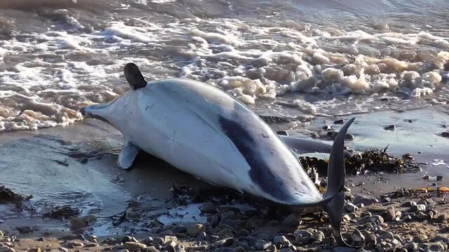 Dead Common Dolphin (Delphinus delphis) Washed Up on a Beach