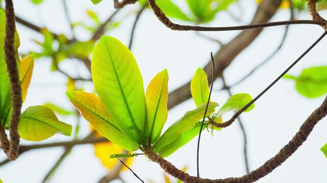 Young Ketapang Leaf in Tropical Natural Light 