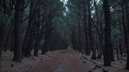journey down a shadowy forest path winding through towering pine trees whose dense canopy blocks the sun creating a mysterious natural tunnel perfect for cinematic or suspenseful outdoor storytelling