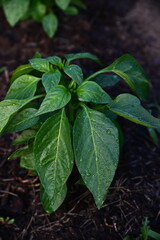 Water Droplets on a Bell Pepper Plant