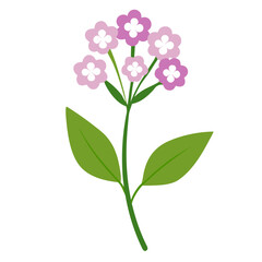Obraz premium pink flower isolated on white background