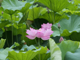 蓮の花が咲いている