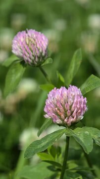 Close-up macro video of red clover Trifolium rubens flowers against green background.