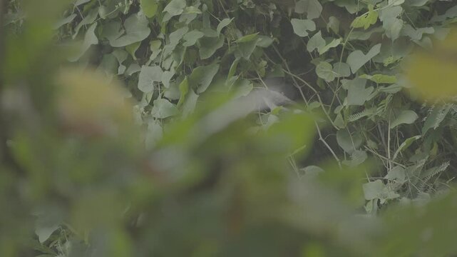 Wild Bird Perched on Climbing Vine Plant in Natural Forest Scene S-Log3