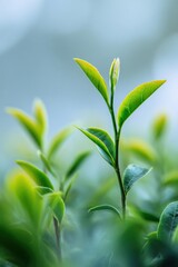 Fototapeta premium A green leafy plant with a single leaf