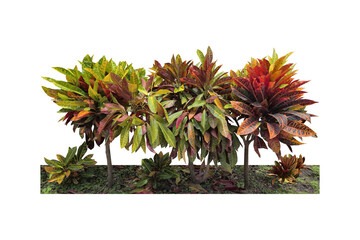 Codiaeum variegatum. png Colorful leaf ornamental plant in flower bed (Aglaonema modestum, ficus, fig) for home and garden decoration, isolated on white background. png
