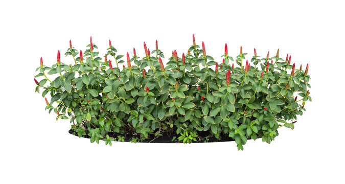 Indian Head Ginger (Costus spicatus) Bright red flowers. Flower was blooming and green lotus leaves. Isolated on White background.	 - Powered by Adobe