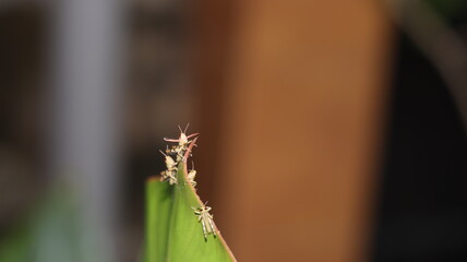 Young grasshoppers perched on the leaves of a banana plant, macro, blurred background
