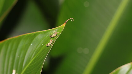 Obraz premium Young grasshoppers perched on the leaves of a banana plant, macro, blurred background