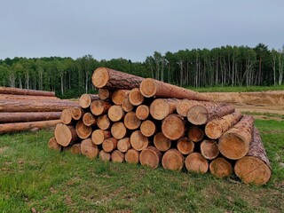 large stacks freshly cut logs are arranged neatly on logging site, with backdrop dense forests...