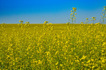 Canola field growing under the warm summer sun in North Dakota.