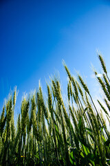 Low angle view of young wheat plants growing under the summer sun in North Dakota,