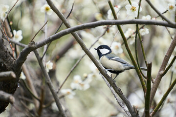 梅の木にとまるシジュウカラ