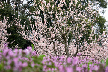 紫色の草花の向こうに咲いた梅の花