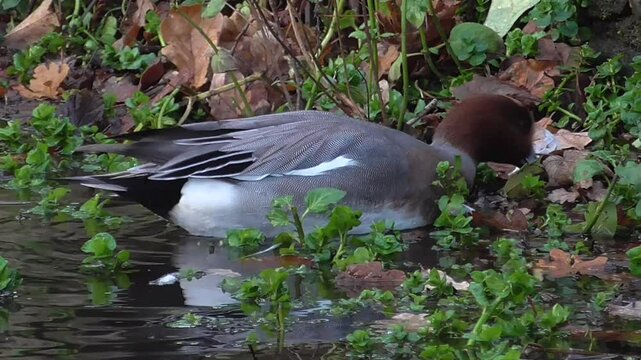 Eurasian Wigeon or European Wigeon (Mareca penelope) - Male Dabbling in the Shallows of a Lake