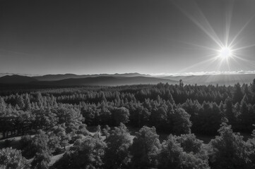 Dense pine grove in within morning haze